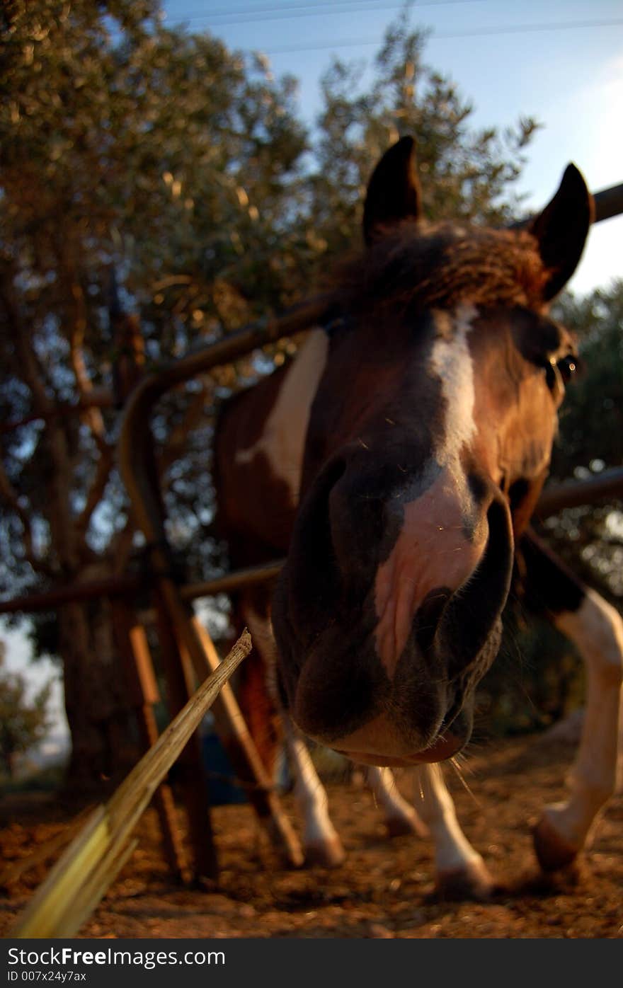 A horse pictured eating a strew. A horse pictured eating a strew.