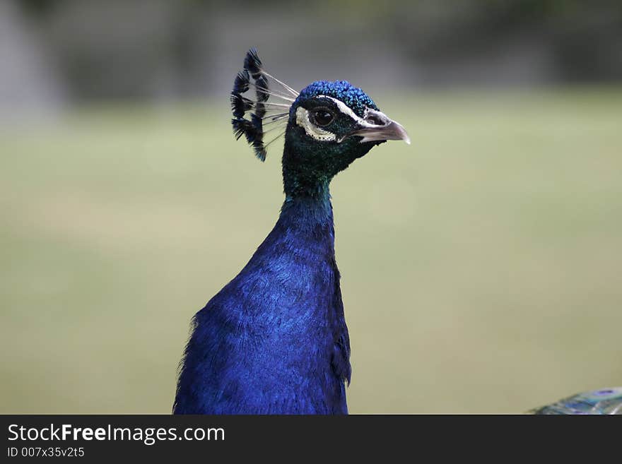 Closeup of a peacock's head. Closeup of a peacock's head