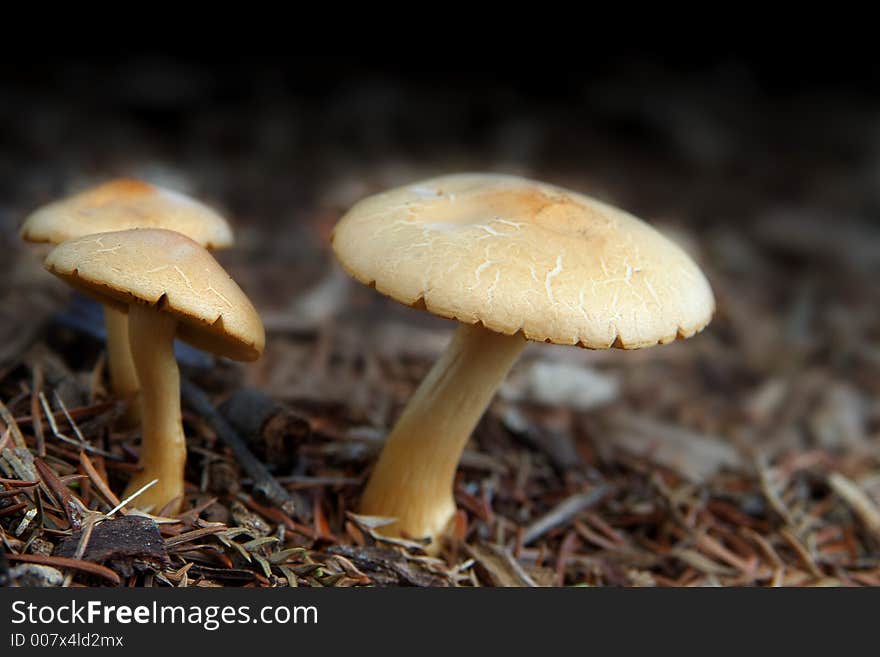 Mushrooms In Forest