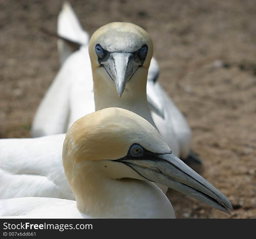 Portrait of gannets