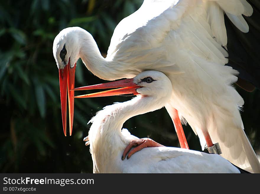 Pairing Storks