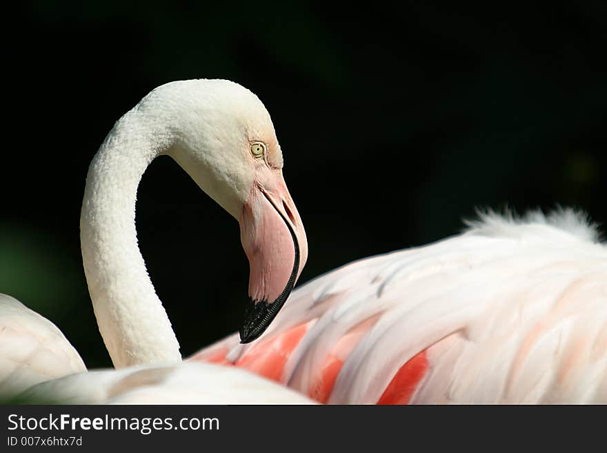 Flamingo