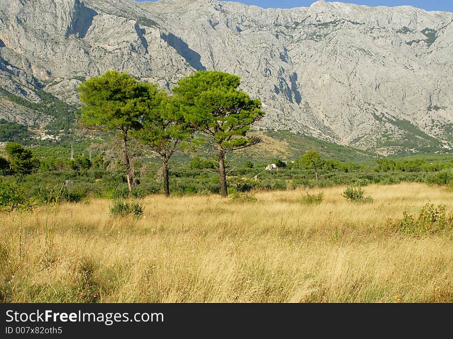 Three tree in Macarska Riviera. Three tree in Macarska Riviera