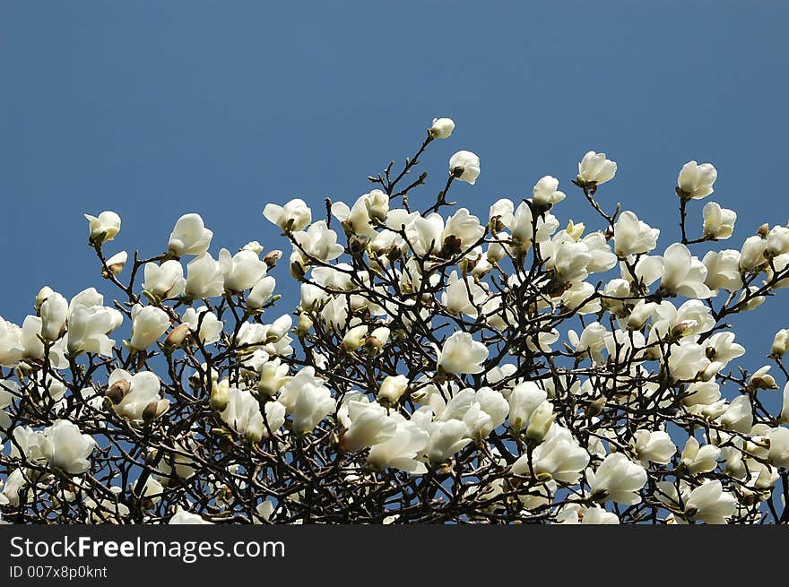 The magnoliatree