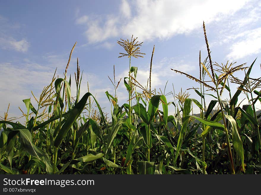 Corn in the morning, at the field