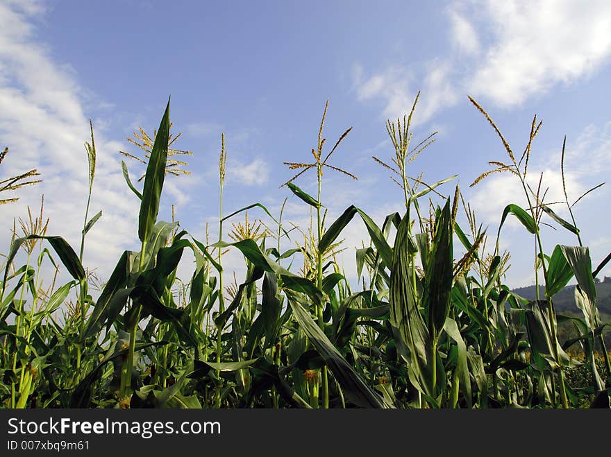 Corn in the morning, at the field. Corn in the morning, at the field