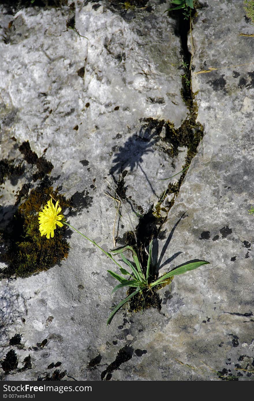 Flower and stone