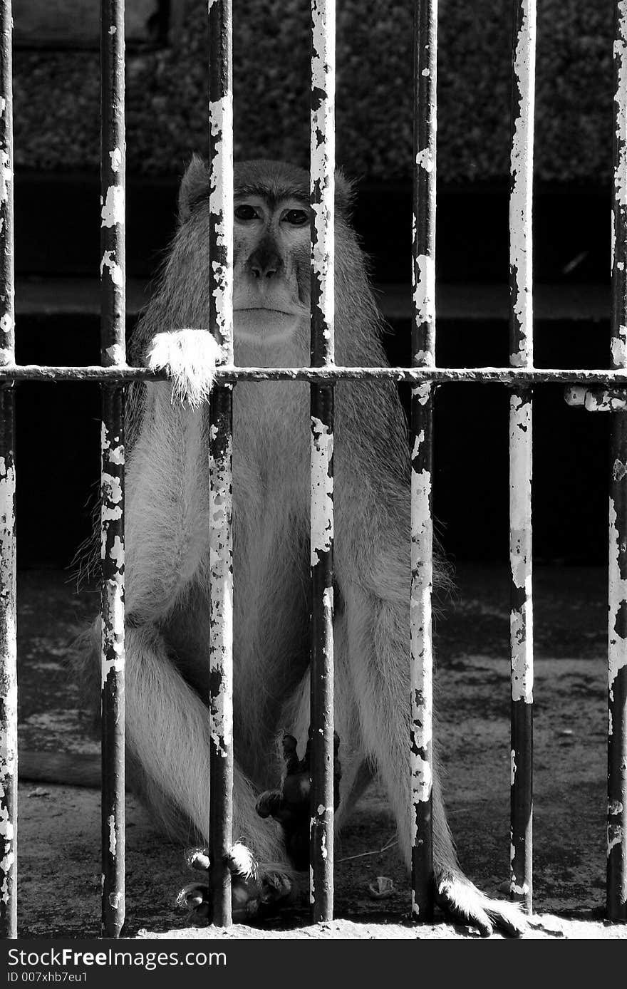 A sad small monkey behind bars. A sad small monkey behind bars.