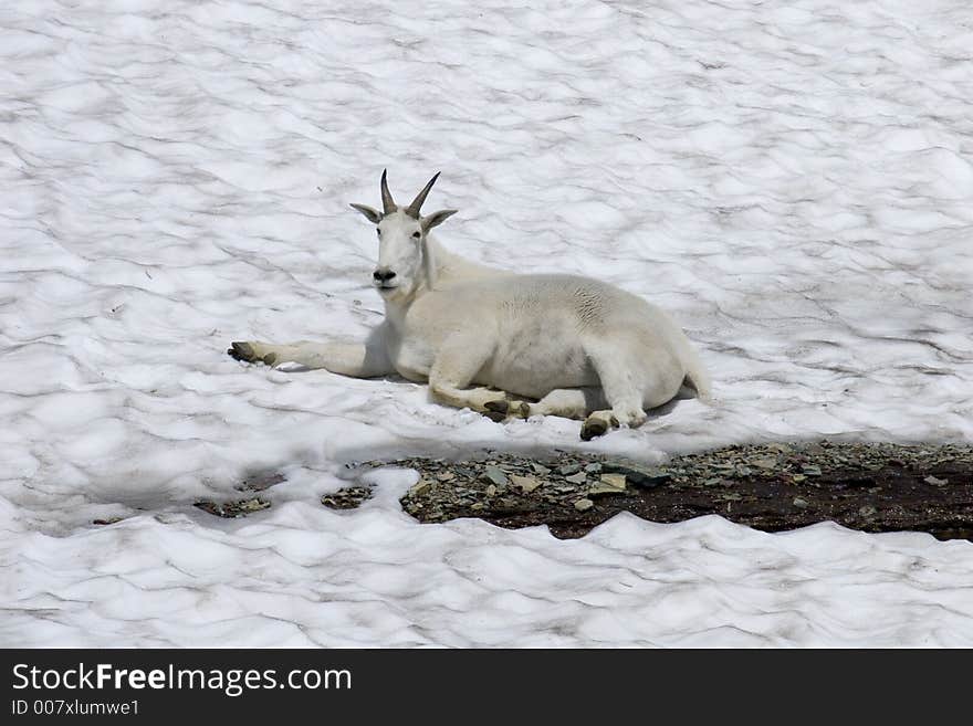 mountain goat resting on a glacier in Glacier National Park. mountain goat resting on a glacier in Glacier National Park