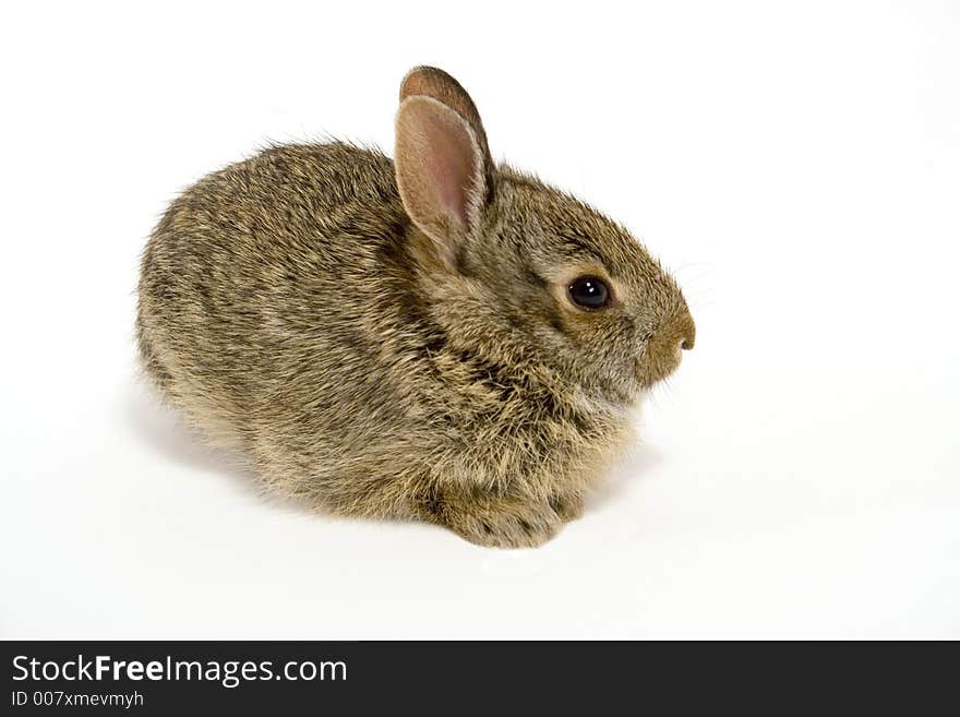 Cute wild rabbit isolated on white. Cute wild rabbit isolated on white