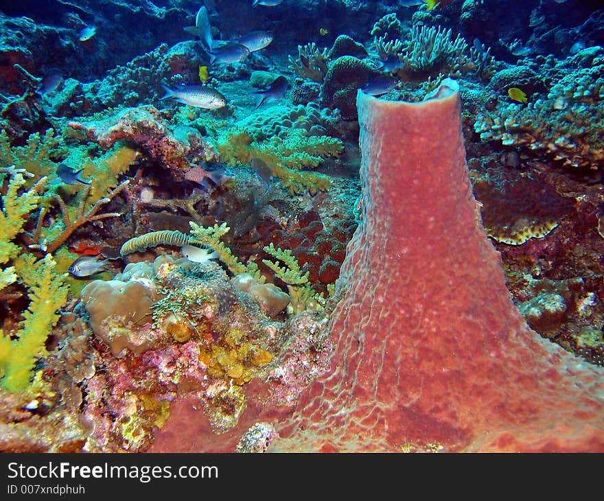 The sponge coral looks like a little volcanoe. The sponge coral looks like a little volcanoe