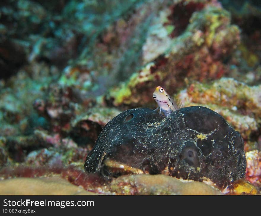 Perching on a sponge coral. Perching on a sponge coral