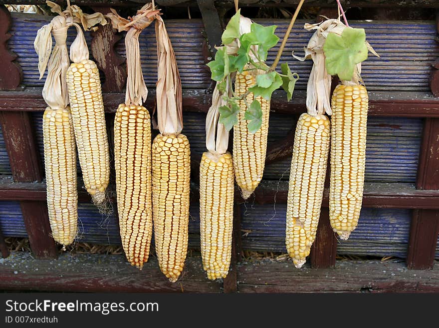 Details rural corn in village