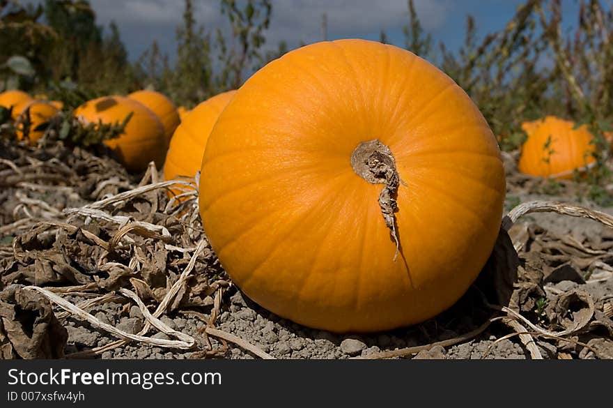 Pumpkins