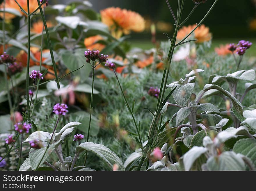 Flower-bed in violet, green and orange. Flower-bed in violet, green and orange.