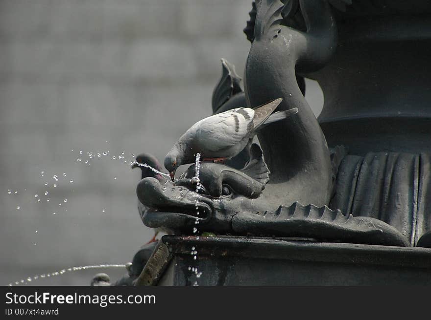 This pegion are drinking on a fountain in a big town. This pegion are drinking on a fountain in a big town.