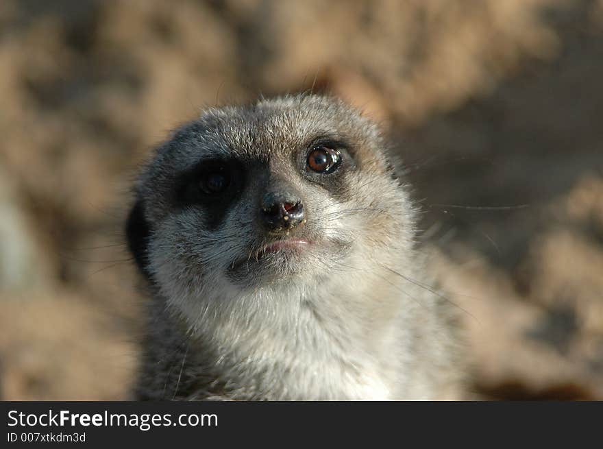 The meerkat