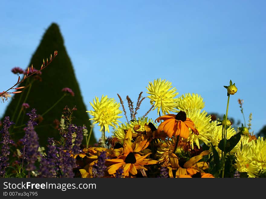 Flower-bed in yellow, lilac and orange with blue sky background. Flower-bed in yellow, lilac and orange with blue sky background.