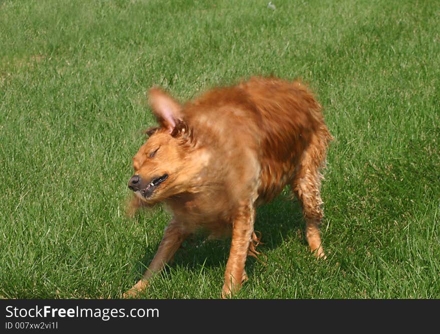 Wet dog shaking off the water, motion