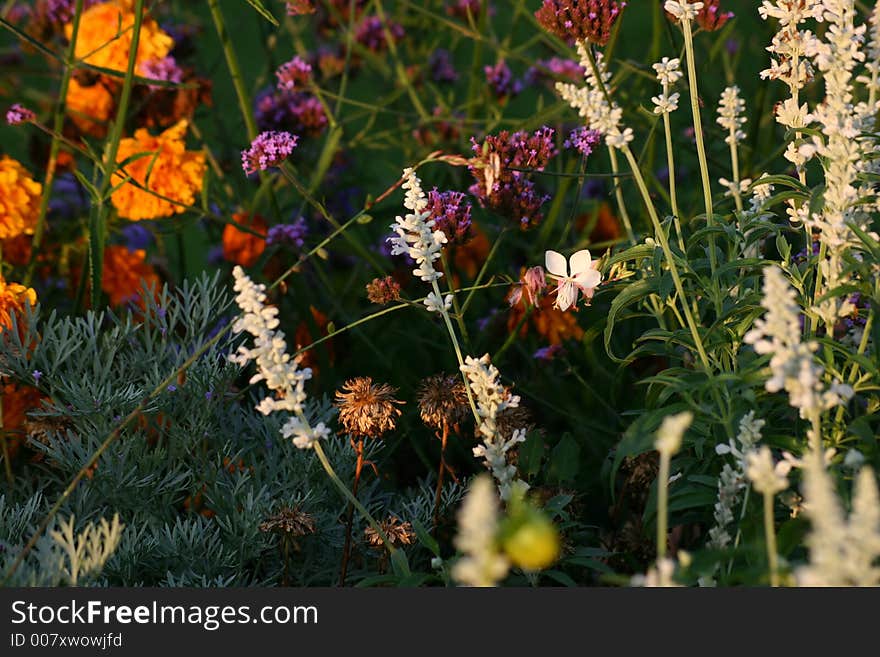 Colored flower-bed in orange, lilac, green and white.