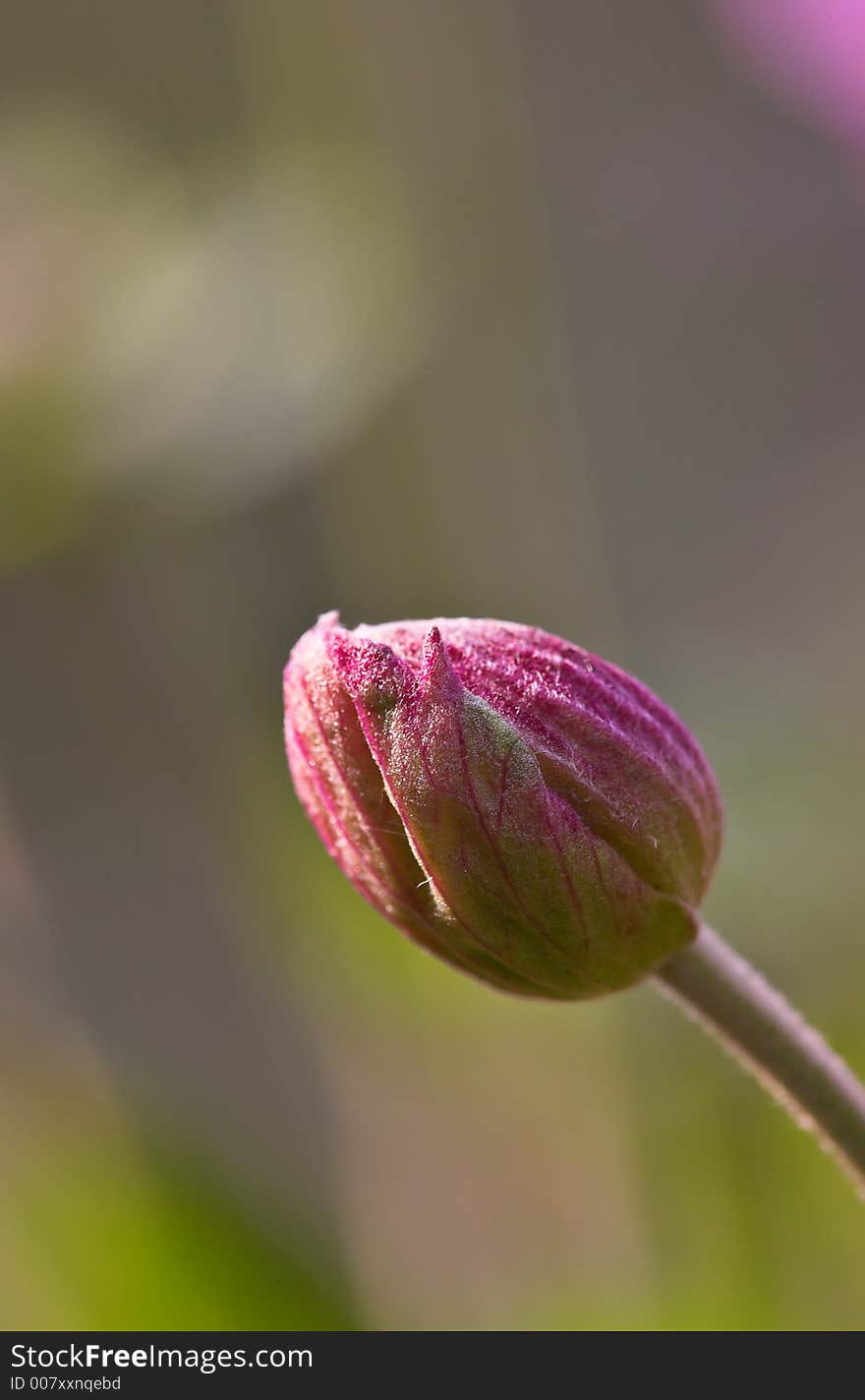 Typical garden flowers in Scandinavia