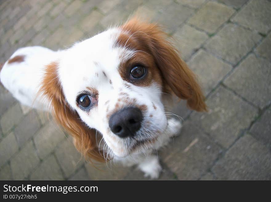 Wide angle close-up of a King Charles Spaniel Cavalier. Wide angle close-up of a King Charles Spaniel Cavalier.