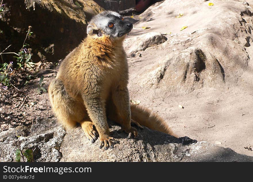 Lemur: an animal who lives only on the island of Madagascar.