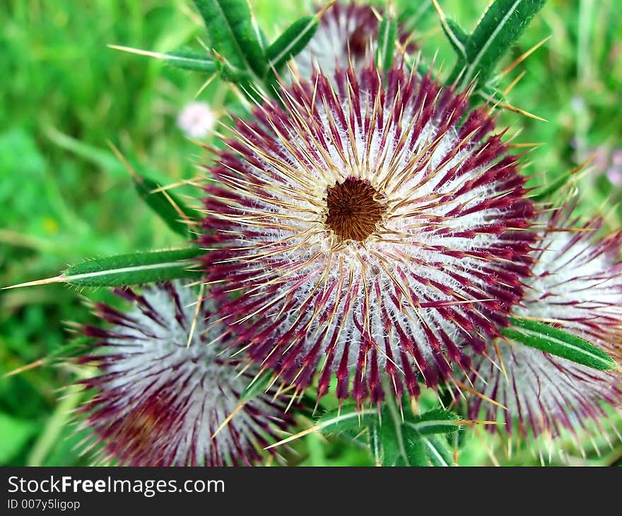 Buch of thistles in the wood