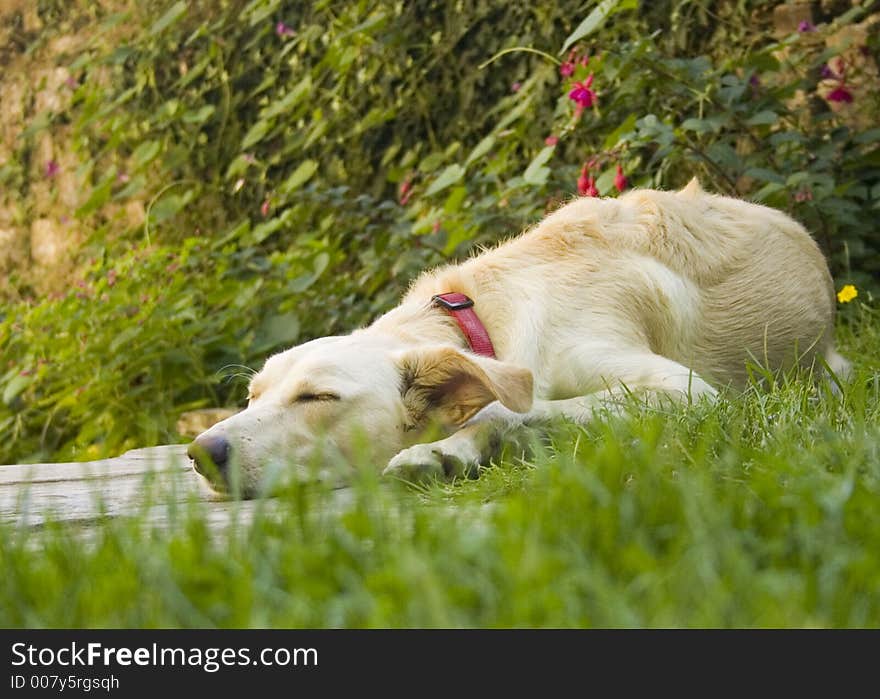 Dog sleeping on the grass in the garden. Dog sleeping on the grass in the garden