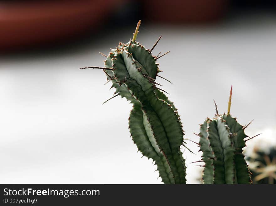 A closeup of a succulent plant