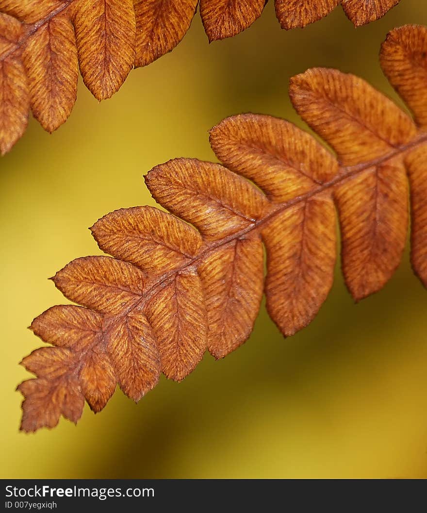 A closeup picture of a fern turning orange in fall. A closeup picture of a fern turning orange in fall