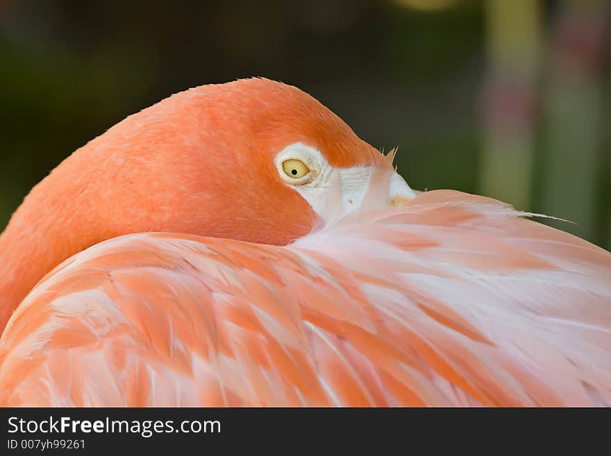 Pink Flamingo, resting but watching