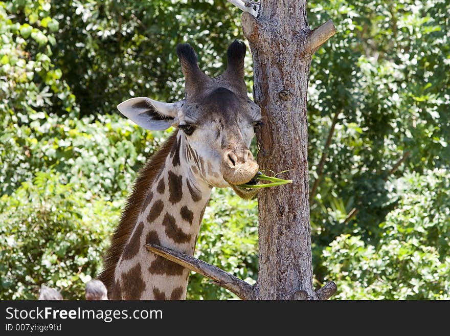 Male Giraffe eating a snack