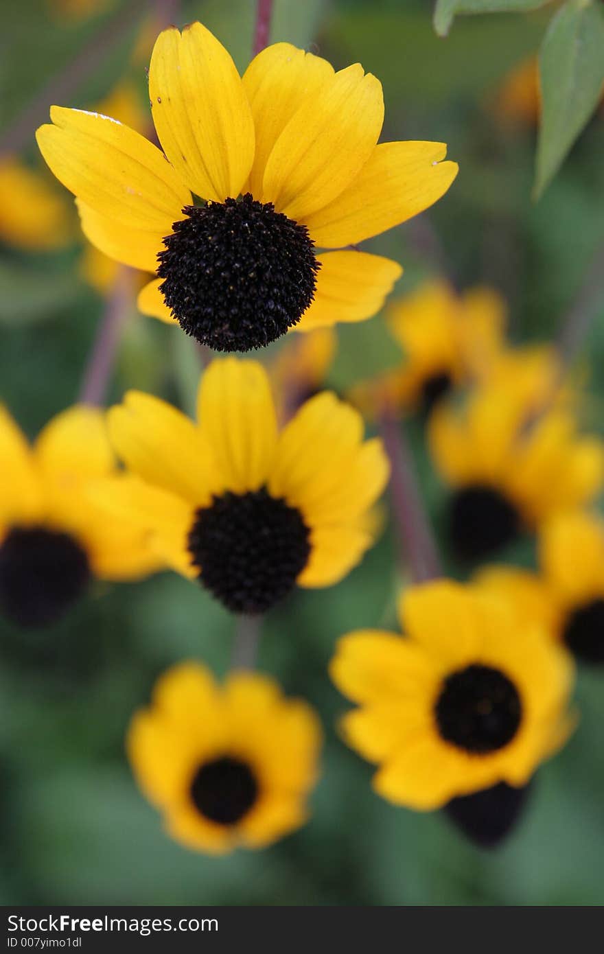 Yellow flower with black pollen