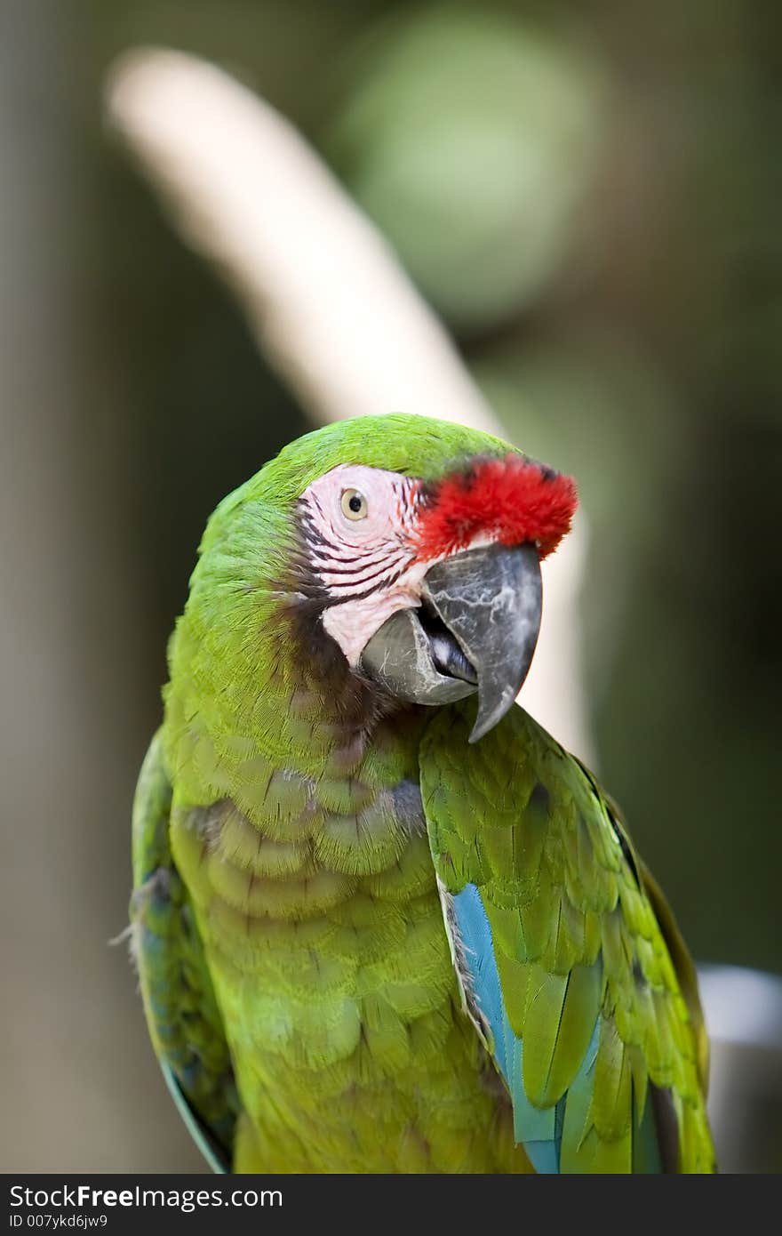 Green Macaw with red on face