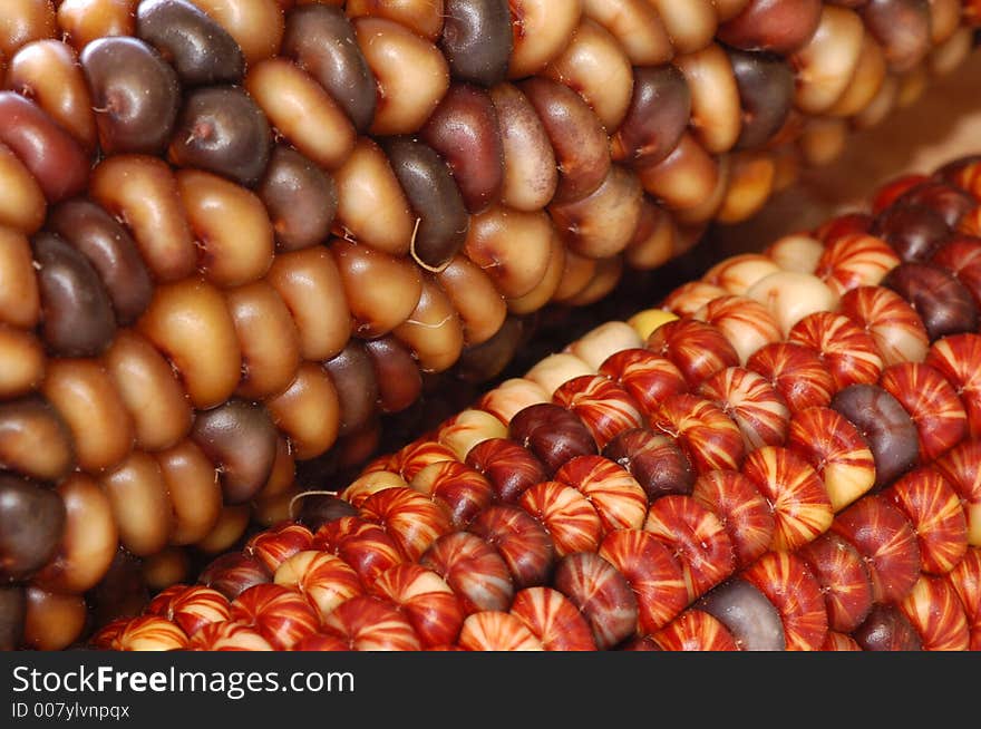 Commonly called Indian Corn and used in autumn decor. Commonly called Indian Corn and used in autumn decor.