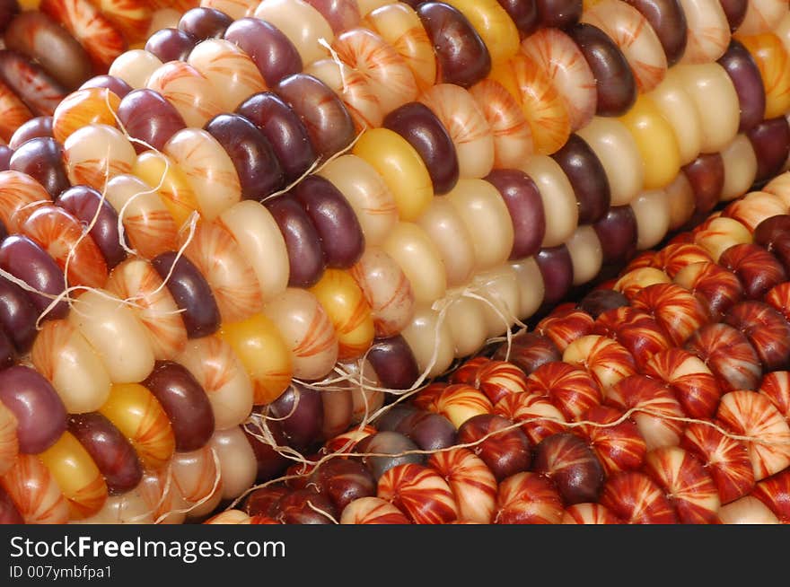 Commonly called Indian corn and used in autumn decor. Commonly called Indian corn and used in autumn decor.