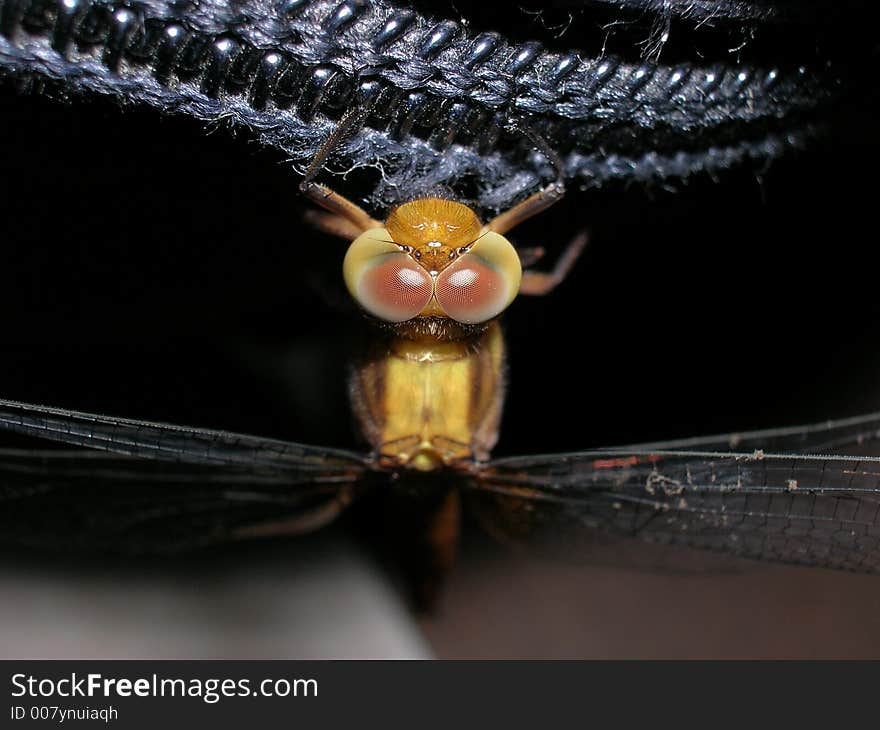 This is a macro image of the dragonfly which show its compound eyes in fine details. This is a macro image of the dragonfly which show its compound eyes in fine details