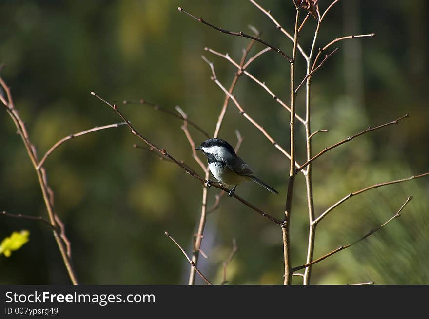 Chickadee sitting on a branch. Shot in the early morning using a Nikon D70