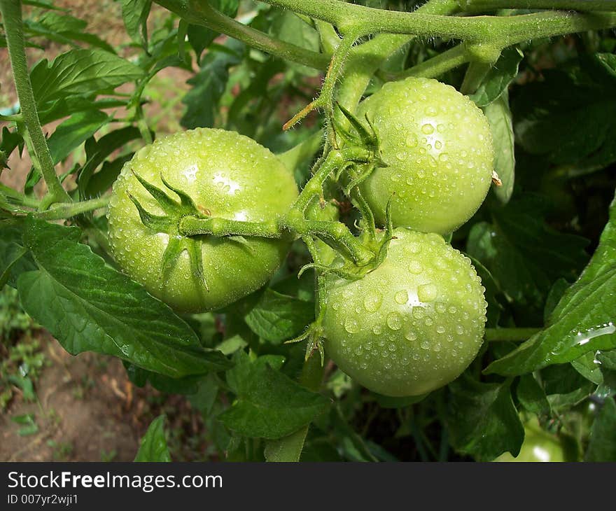 Green tomatoes on the vine