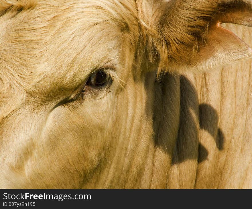 The face of a fawn colored cow. The face of a fawn colored cow