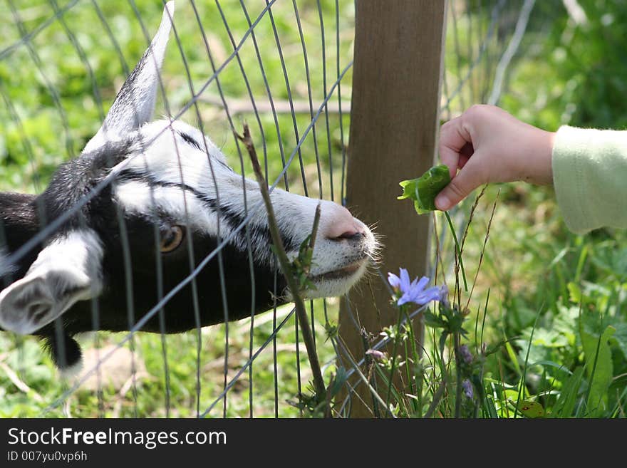 The Hand That Feeds