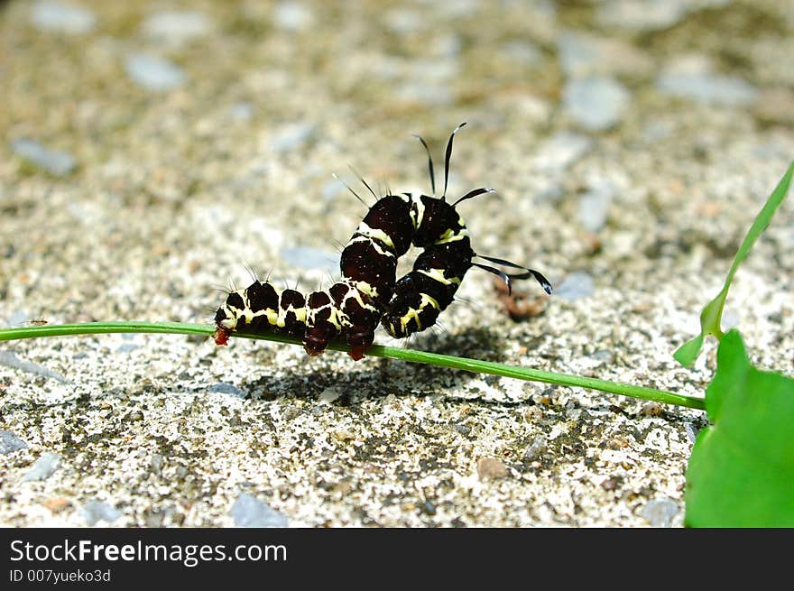 Caterpillar walking on a leaf in Thailand.