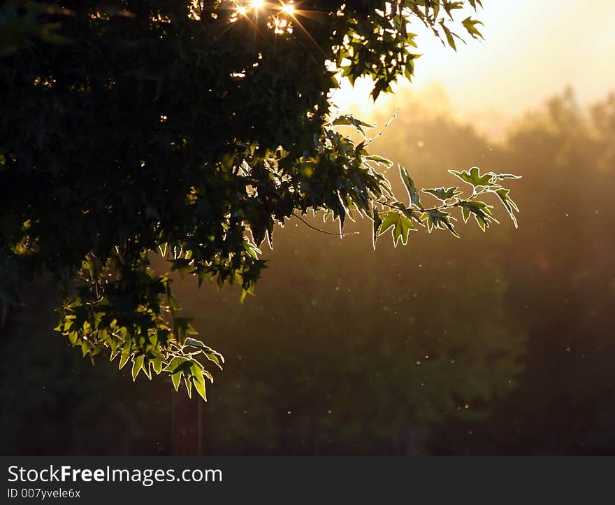 Sunset in a forest -unusual lightings. Sunset in a forest -unusual lightings