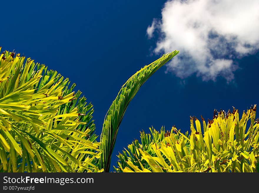 Palms and Blue Sky