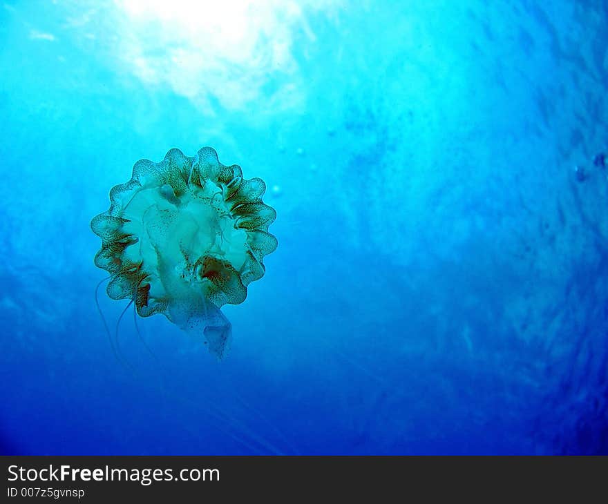 Floating towards the surface water. Floating towards the surface water