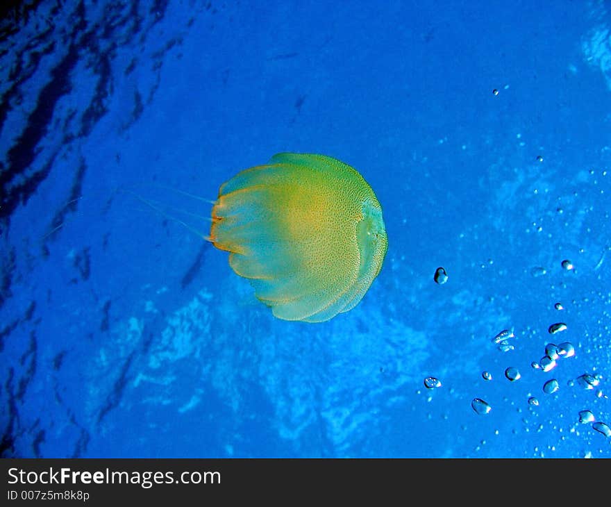 Floating in the blue water. Floating in the blue water