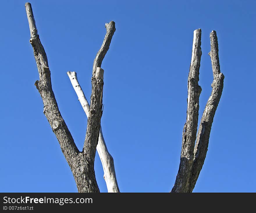 Dead branches against a really blue sky.