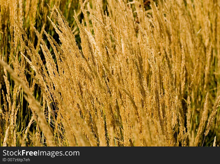 Field Of Grass