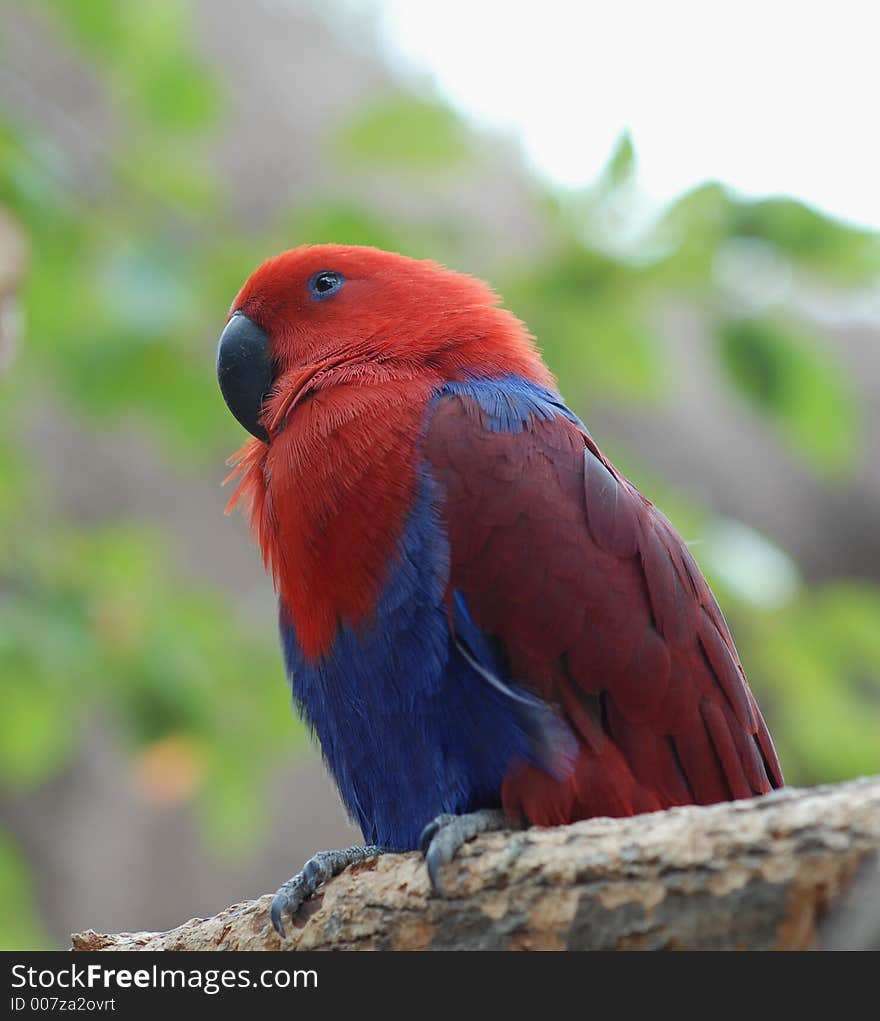 Brightly colored parrot sitting on the branch